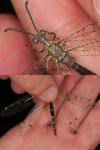 Distoleon tetragrammicus