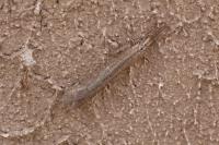 Creoleon lugdunensis