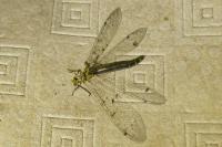Distoleon tetragrammicus