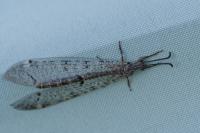 Distoleon tetragrammicus