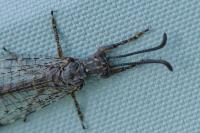 Distoleon tetragrammicus