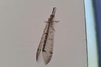 Distoleon tetragrammicus