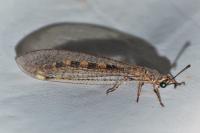 Myrmeleon inconspicuus