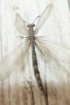 Myrmeleon inconspicuus