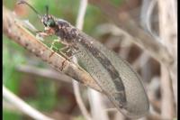 Myrmeleon inconspicuus