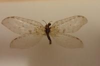 Osmylus fulvicephalus