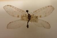 Osmylus fulvicephalus
