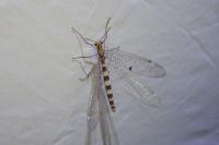 Megistopus flavicornis