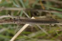 Creoleon lugdunensis