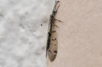 Distoleon tetragrammicus