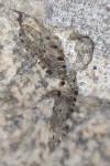 Osmylus fulvicephalus
