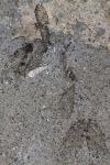 Osmylus fulvicephalus