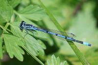 Coenagrion puella