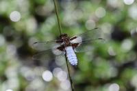 Libellula depressa