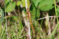Orthetrum coerulescens