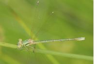 Lestes barbarus