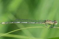 Erythromma lindenii