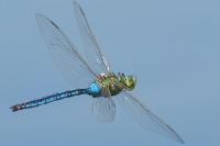 Anax imperator