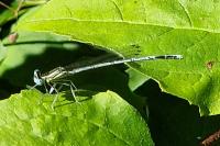 Platycnemis pennipes