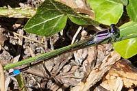 Ischnura elegans