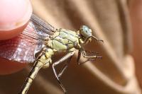 Gomphus pulchellus