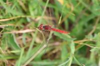 Sympetrum fonscolombii