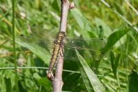 Orthetrum cancellatum