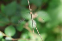 Lestes sponsa