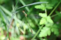 Lestes sponsa