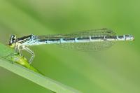 Coenagrion scitulum