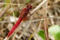 Crocothemis erythraea