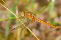 Crocothemis erythraea