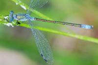 Lestes dryas