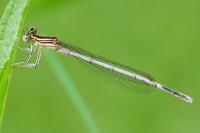 Platycnemis pennipes
