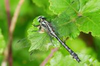 Gomphus vulgatissimus