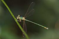 Lestes barbarus