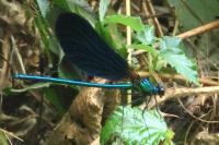 Calopteryx virgo