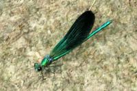 Calopteryx