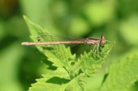 Platycnemis acutipennis
