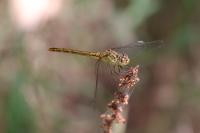 Sympetrum meridionale