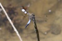 Orthetrum cancellatum
