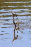 Anax parthenope