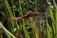 Crocothemis erythraea