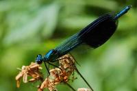 Calopteryx splendens
