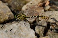 Onychogomphus forcipatus