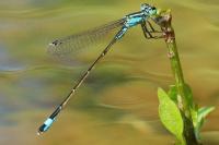 Ischnura elegans