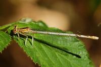 Platycnemis pennipes
