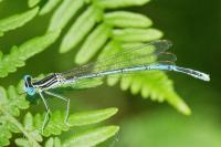 Platycnemis pennipes