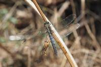 Orthetrum cancellatum