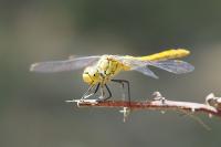 Sympetrum sanguineum